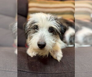 Medium Photo #2 Mutt Puppy For Sale in Mundelein, IL, USA