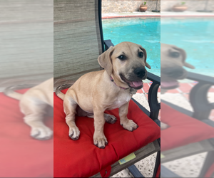 Mutt Dogs for adoption in Mobile, AL, USA