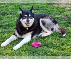 Alusky Dogs for adoption in Campbell, CA, USA