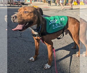 Bullboxer Pit Dogs for adoption in Richmond, IN, USA