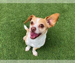 Chihuahua Dogs for adoption in Orange, CA, USA