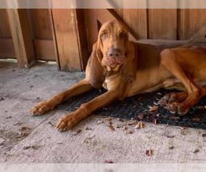 Bloodhound Dogs for adoption in Wylie, TX, USA
