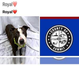 American Pit Bull Terrier-Unknown Mix Dogs for adoption in Akron, OH, USA