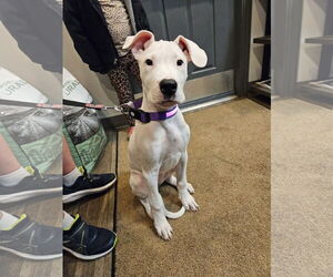 Boxer Dogs for adoption in Stanwood, WA, USA