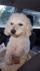 Poodle (Miniature)-Unknown Mix Dogs for adoption in Mobile, AL, USA