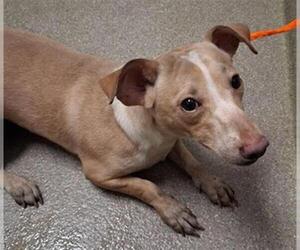 Dachshund-Unknown Mix Dogs for adoption in Las Vegas, NV, USA