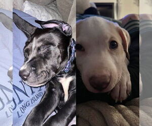 Labrador Retriever Dogs for adoption in Jackson Township, NJ, USA