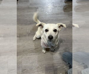 Chihuahua-Welsh Corgi Mix Dogs for adoption in Polson, MT, USA