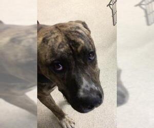 German Shepherd Dog-Unknown Mix Dogs for adoption in Riverside, CA, USA