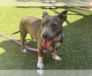 American Pit Bull Terrier-Unknown Mix Dogs for adoption in Las Vegas, NV, USA