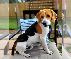 Beagle-Unknown Mix Dogs for adoption in Marrero, LA, USA