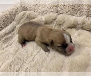 Mutt Dogs for adoption in Corona, CA, USA