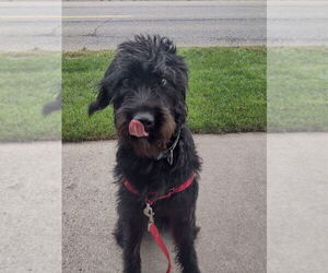 Labrador Retriever-Unknown Mix Dogs for adoption in Minneapolis, MN, USA