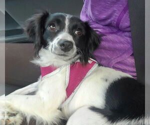 Dachshund-Spaniel Mix Dogs for adoption in Temecula, CA, USA