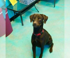 Doberman Pinscher-Labrador Retriever Mix Dogs for adoption in Guthrie, OK, USA