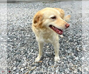 Labrador Retriever-Unknown Mix Dogs for adoption in Palatine/Kildeer/Buffalo grove, IL, USA
