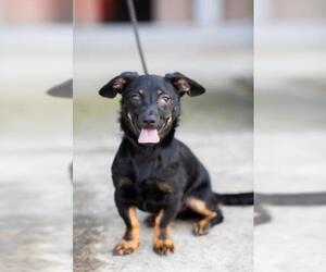 Doxie-Pin Dogs for adoption in El Cajon, CA, USA