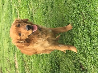 Golden Retriever Dogs for adoption in Chester, IL, USA