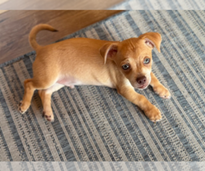 Chihuahua-Unknown Mix Dogs for adoption in Brooklyn Center, MN, USA