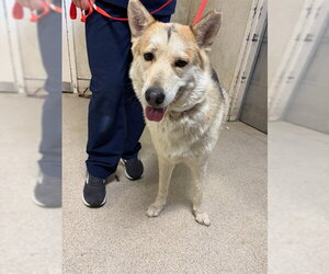Medium Photo #1 Siberian Husky-Unknown Mix Puppy For Sale in Riverside, CA, USA