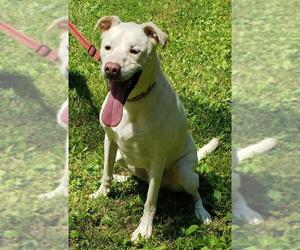 Labrador Retriever-Unknown Mix Dogs for adoption in Hollywood, MD, USA