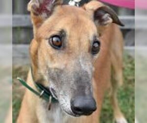 Greyhound Dogs for adoption in Grandville, MI, USA