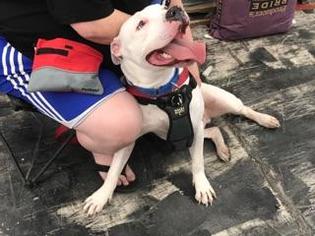 American Bulldog Dogs for adoption in Harriman, TN, USA