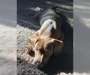 Boykin Spaniel-Labrador Retriever Mix Dogs for adoption in Oro Medonte, Ontario, Canada