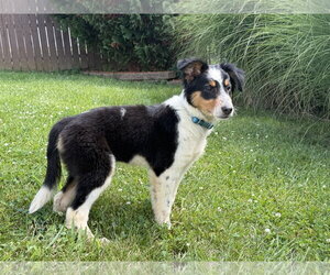 Australian Shepherd Dogs for adoption in Hillsboro, MO, USA