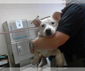 Siberian Husky-Unknown Mix Dogs for adoption in Fayetteville, NC, USA