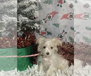 Maltese Dogs for adoption in HOPKINSVILLE/PRINCETON, KY, NH, USA