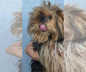 Mutt Dogs for adoption in Mukwonago, WI, USA