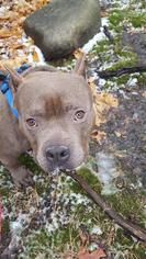 American Staffordshire Terrier Dogs for adoption in Warwick, RI, USA