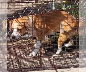 Australian Terrier-Unknown Mix Dogs for adoption in San Antonio, TX, USA