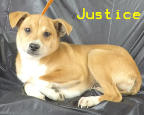Jack-A-Bee Dogs for adoption in Griffin, GA, USA