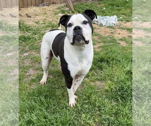 American Bulldog-Unknown Mix Dogs for adoption in Shreveport, LA, USA