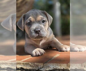 American French Bull Terrier Dogs for adoption in Raleigh, NC, USA