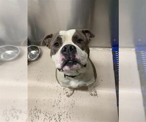 American Pit Bull Terrier Dogs for adoption in Fairbanks, AK, USA