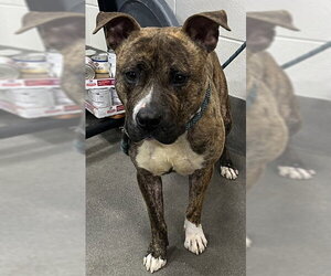 Mutt Dogs for adoption in Forestville, MD, USA