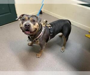 Mastiff Dogs for adoption in Pasadena, CA, USA