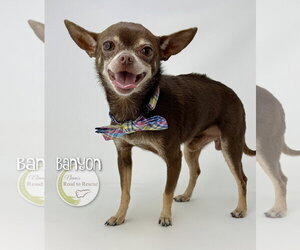 Chihuahua Dogs for adoption in Benton, LA, USA