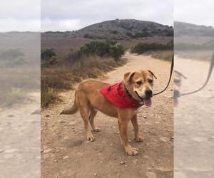 Labbe Dogs for adoption in La Mesa, CA, USA