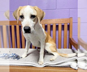 English Foxhound-Labrador Retriever Mix Dogs for adoption in Genesee, WI, USA