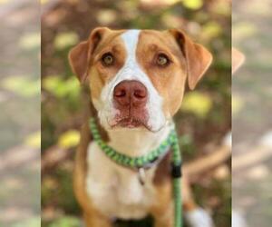 American Pit Bull Terrier-Treeing Walker Coonhound Mix Dogs for adoption in Sacramento, CA, USA
