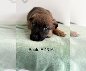 Mutt Dogs for adoption in Studio City, CA, USA