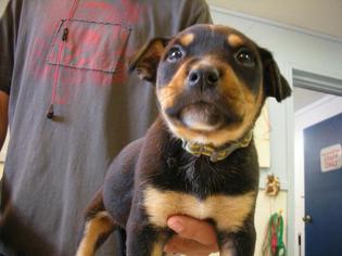 Rottweiler Dogs for adoption in Eureka Springs, AR, USA