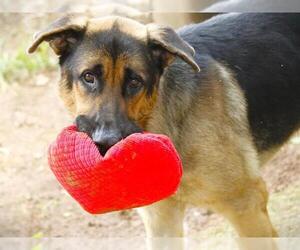 German Shepherd Dog-Unknown Mix Dogs for adoption in Tallahassee, FL, USA