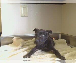 Black and Tan Coonhound-Unknown Mix Dogs for adoption in Sacramento, CA, USA