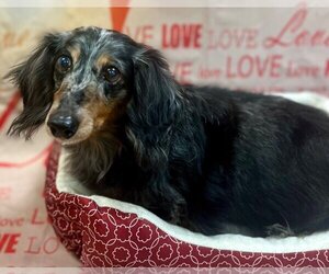 Dachshund Dogs for adoption in Great Bend, KS, USA