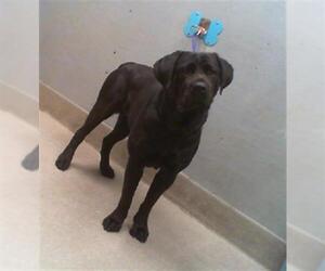 Mastiff-Unknown Mix Dogs for adoption in Las Vegas, NV, USA